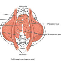 PAA Article: Muscles of the Pelvic Floor