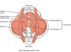 Muscles of the Pelvic Floor