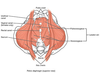 Paa Article Pelvic Floor Dysfunction Pfd Commonly Linked To Sui