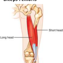 Biceps Femoris