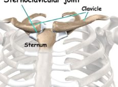 Sternoclavicular Joint