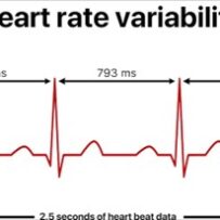 Heart Rate Variability