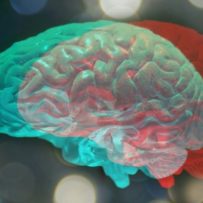 brain