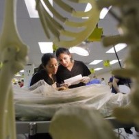 Anatomy laboratory with cadavers cadaver-medical-schoolsjpg-8915c888780e8476_medium
