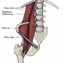 iliopsoas