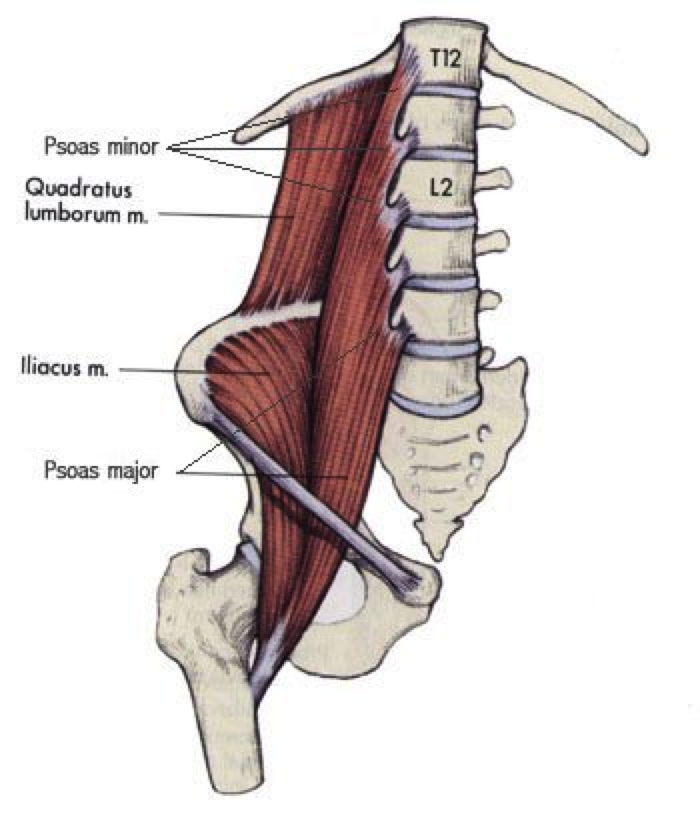 Musculus iliacus