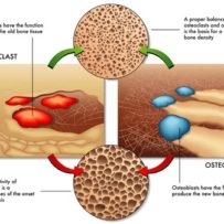 osteoblast and osteoclast