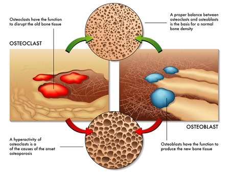 Osteoblast and Osteoclast